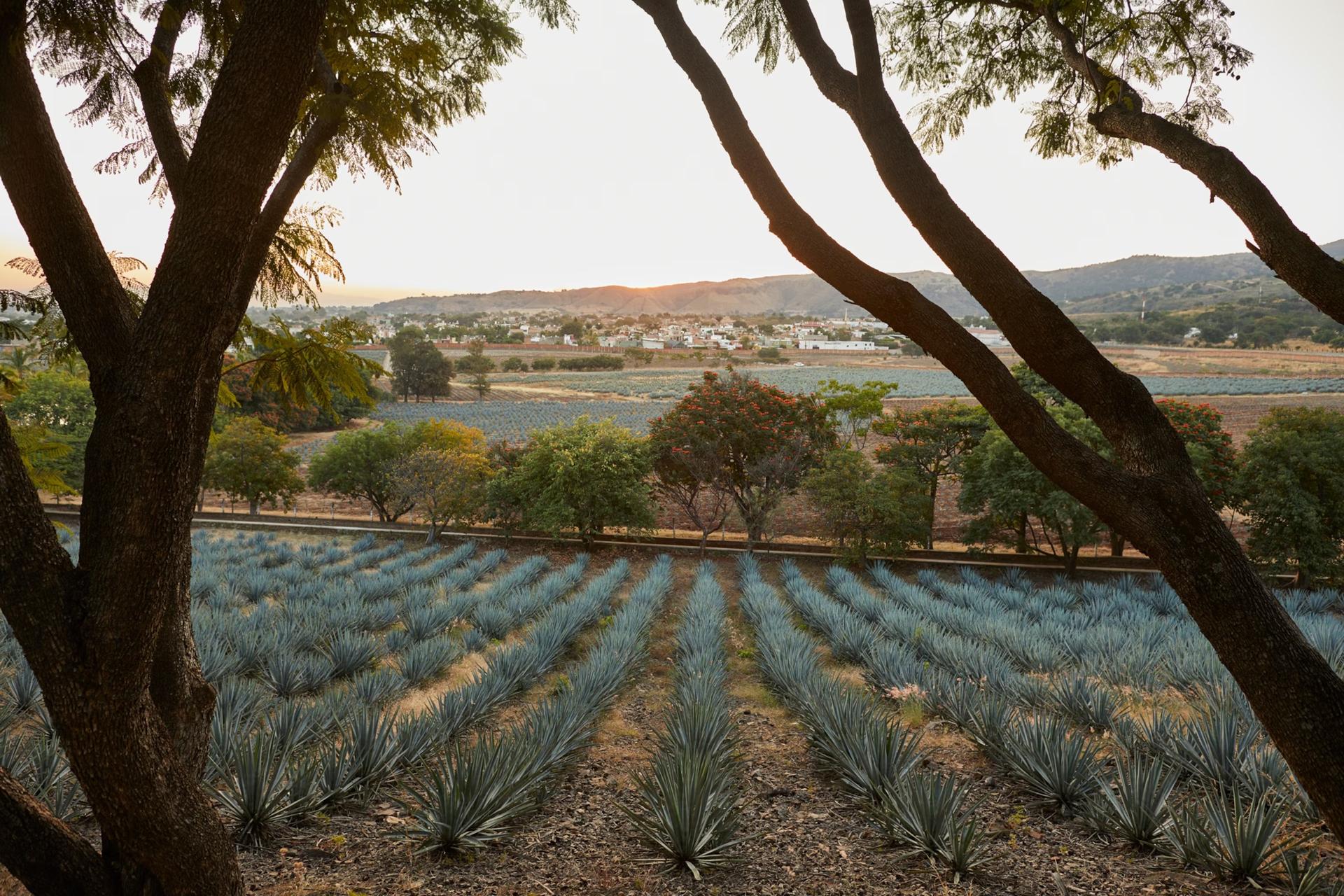 La Tequila Fortaleza, a conduzione familiare, utilizza l'agave blu per produrre la sua tequila.