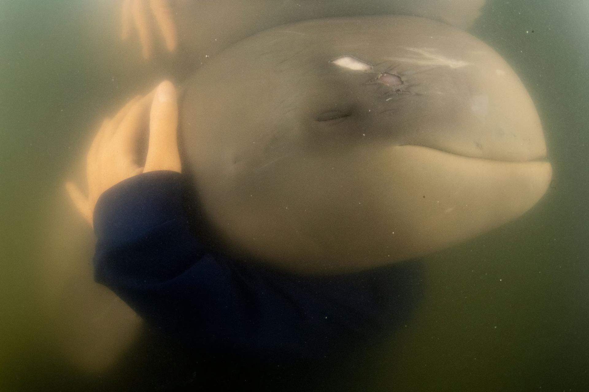 Un delfino dell'Irrawaddy orfano riposa tra le braccia del suo custode presso l'Ospedale veterinario delle specie marine minacciate di Rayong, in Thailandia.