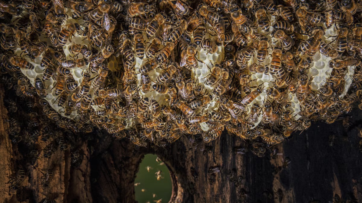 Le api domestiche (Apis mellifera) contribuiscono all'impollinazione delle colture in tutto il mondo, ma sono anche in competizione con le api selvatiche per le risorse di nettare.